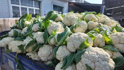 七星台镇：合作社产销两旺 电商“快车”助力蔬菜产业蓬勃发展