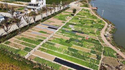 枝江：“颜值”与“内涵”双提升 绘就和美乡村新图景