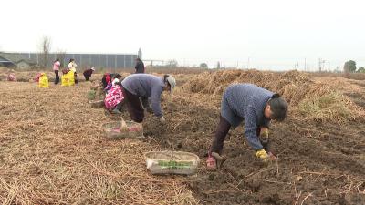 问安镇马蹄产销两旺助力乡村振兴