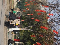 图集 | 解锁枝江街头的 “新年限定皮肤”！🏮