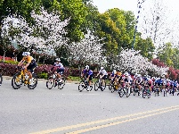 图集 | 2026中国公路自行车公开赛（湖北枝江站）开赛——风驰枝江·逐梦滨江