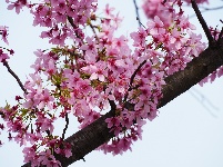 图集 | 看枝江街头，一场粉白金黄的春日花事