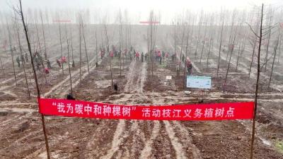 枝江江滩再添3000株新绿！