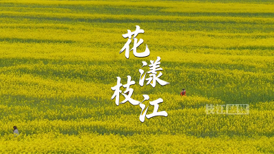 近日，枝江顾家店镇，长江岸线铺金毯，千亩油菜花海引客来