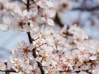 图集 | 看枝江街头，一场粉白金黄的春日花事