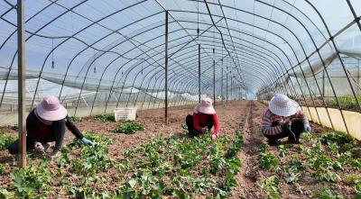 苕叶秧苗栽种忙 绘就春耕好“丰”景