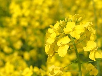 图集 | 看枝江街头，一场粉白金黄的春日花事