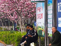 图集 | 看枝江街头，一场粉白金黄的春日花事