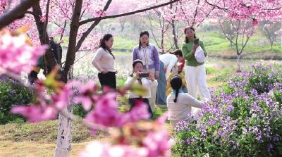 “一亩花田”点亮田野新希望