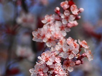 图集 | 看枝江街头，一场粉白金黄的春日花事