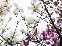 图集 | 看枝江街头，一场粉白金黄的春日花事