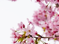 图集 | 看枝江街头，一场粉白金黄的春日花事