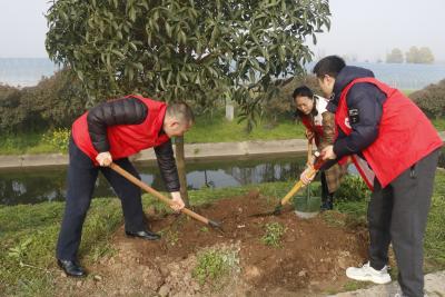 不负春光“植”此青绿 马家店街道 开展春季义务植树活动 