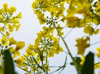 图集 | 看枝江街头，一场粉白金黄的春日花事