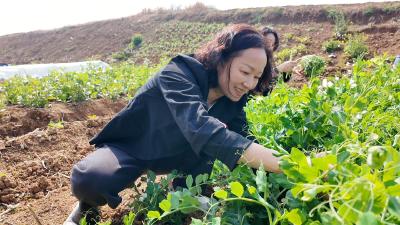 荒地变菜园 枝江这个社区“小菜园”种出“大幸福”