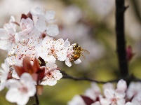 图集 | 看枝江街头，一场粉白金黄的春日花事