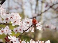 图集 | 看枝江街头，一场粉白金黄的春日花事