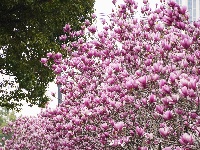 图集 | 看枝江街头，一场粉白金黄的春日花事