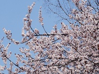 图集 | 看枝江街头，一场粉白金黄的春日花事