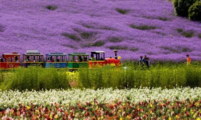 骑遇枝江，跟着2026中国公路自行车公开赛（湖北枝江站）去旅行 