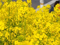 图集 | 看枝江街头，一场粉白金黄的春日花事