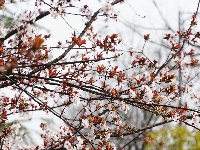 图集 | 看枝江街头，一场粉白金黄的春日花事