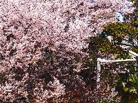 图集 | 看枝江街头，一场粉白金黄的春日花事