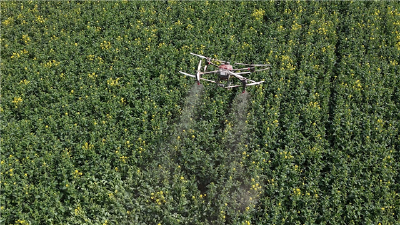 无人机“飞防”护航百里洲粮油丰产