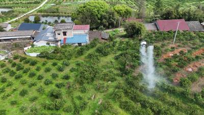 枝江积极推进柑橘病虫害联防联控 确保产业健康发展