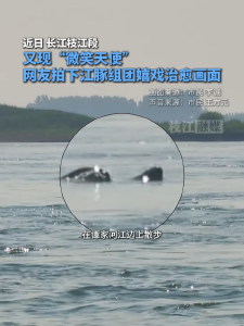超治愈！“微笑天使”又现枝江，组团嬉戏，还与枝江长江大桥惊喜同框