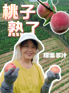 枝江安福寺桃子喜丰收，采摘销售正当时！