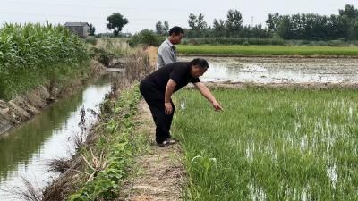 抢抓黄金防控期 枝江全域综合治理福寿螺保粮安