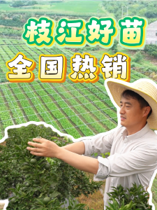 ​枝江好苗，全国热销！枝江古月苗木年产量超100万株，年产值超800万元！