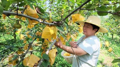 年产100万吨 百里洲翠冠砂梨新鲜上市