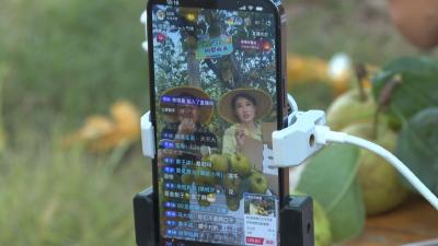 “百里之约·因梨而来”百里洲砂梨溯源直播开启 云端推广拓销路