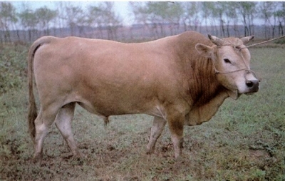 枣北黄牛肉