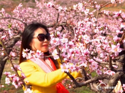 阳春三月 桃花灼灼映春色