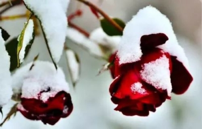 一场雪带来的小确幸