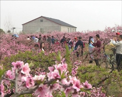 平林镇举办春季桃花大巡游活动