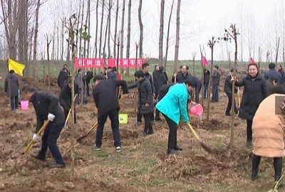 V视I何飞  孟艳清等领导集体参加义务植树活动