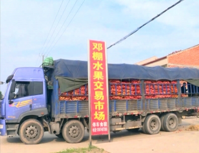 气候影响桃销售 多方全力解难题