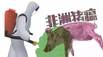 非洲猪瘟哪来的？肉还能吃吗？会传染人吗？答案在这里！