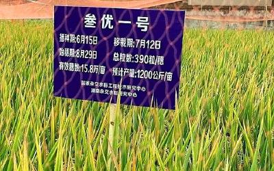 袁隆平又破纪录了！这个数字太牛
