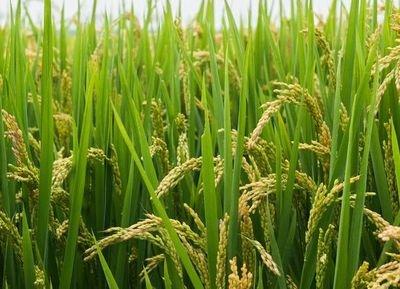 水稻保险为我市农民挽回经济损失4200多万元