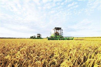 我市2019年粮食总产达124.18万吨 总产量居全省第三位
