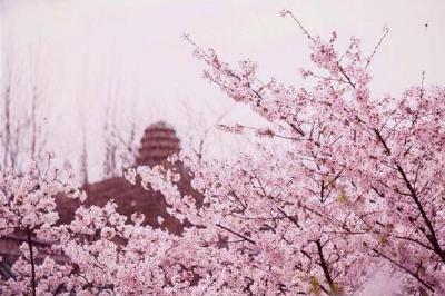 居家抗疫 云上赏花丨武大樱花慢直播