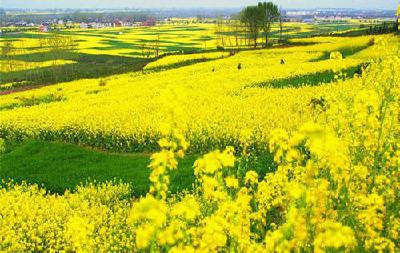 V视|我市近7万亩油菜花次第盛开长势喜人 农民丰收在望