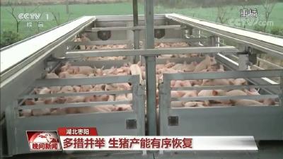【央媒聚焦】枣阳复工复产发展生猪养殖产业