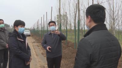 V视|孟艳清调研山林长制、道路绿化和山林防火等工作