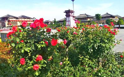 湖北枣阳：“栽花添景”增颜值，城市复苏景宜人